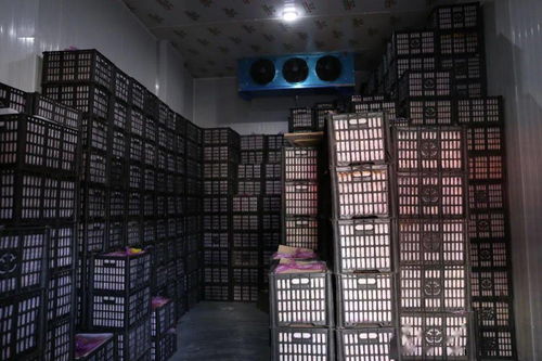 春節(jié)期間華南農(nóng)產(chǎn)品批發(fā)市場(chǎng)銷售創(chuàng)佳績(jī)，批發(fā)兼零售模式顯成效